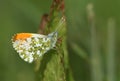 A newly emerged male Orange-tip Butterfly, Anthocharis cardamines, perched on a leaf.