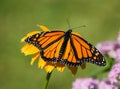 Newly emerged Monarch butterfly on coneflower Royalty Free Stock Photo