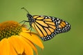 Newly Emerged Monarch Butterfly On Coneflower