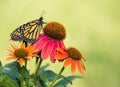 Newly emerged Monarch butterfly on coneflowers Royalty Free Stock Photo