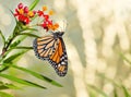Newly emerged Monarch butterfly on tropical milkweed