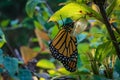 Monarch Butterfly (Danaus plexippus) and chrysalis hanging on a leaf