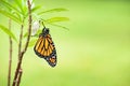 Newly emerged Monarch butterfly Royalty Free Stock Photo