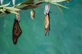 Newly emerged Monarch Butterfly dries wings on Chrysalis teal blue background