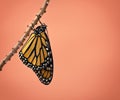 Newly Emerged Monarch butterfly Royalty Free Stock Photo