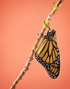 Newly Emerged Monarch butterfly Royalty Free Stock Photo