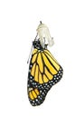 Newly emerged monarch butterfly holding onto chrysalis, isolated Royalty Free Stock Photo
