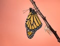 Newly Emerged Monarch butterfly Royalty Free Stock Photo