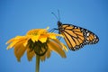 Newly emerged Monarch butterfly Royalty Free Stock Photo