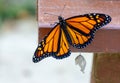Newly emerged monarch butterfly about to fly for first time Royalty Free Stock Photo
