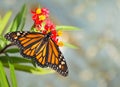Newly emerged Monarch butterfly on tropical milkweed flowers