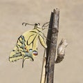 Newly Emerged Old World Swallowtail Butterfly beside Its Empty Chrysalis