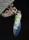 Newly Emerged Seventeen-year Cicada Waits for its Wings to Harden