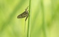 A newly emerged Mayfly Ephemera vulgata perching on a grass stem.