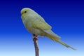 Pale yellow newly fledged budgie Melopsittacus undulatus isolated on a small branch. Royalty Free Stock Photo
