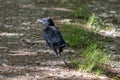 Newly fledged Jackdaw walking along the ground