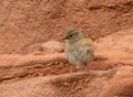 Newly fledged juvenile dunnock perched on red rock