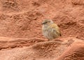 Newly fledged juvenile dunnock perched on red rock