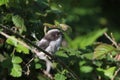 Newly Fledged Long-Tailed Tit (Aegithalos caudatus)