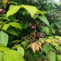 the newly flowering starfruit tree, the beginning of the appearance of the star fruitÃ¯Â¿Â¼