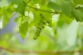 Newly formed bunches of baby Grapes