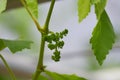 Newly formed bunches of baby Grapes