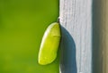 A newly formed monarch butterfly chrysalis