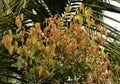 Newly formed young leaves of a cinnamon tree