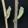 Newly Forming and Finished Chrysalis of the Old World Swallowtail Butterfly Royalty Free Stock Photo