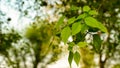 Newly growing branches and light green leaves on the bael or aegle marmelos tree