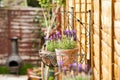 Newly grown french lavender healthy plant in a home relaxing garden spot