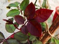 Newly grown new leaves of a rose plant in my Rooftop garden in Burdwan, West bengal, India