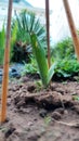 newly grown ornamental plants. yellow line green