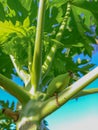 Newly grown papaya fruit.