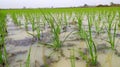 Newly Grown rice Plant in Paddy field in a village of West Bengal Royalty Free Stock Photo