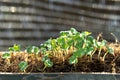 Newly grown seedlings in Bamboo pots