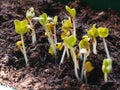Newly grown sprouts of food vegetable in fertile soil in the sunlight