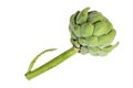 Newly harvested fresh artichokes on isolated white background Royalty Free Stock Photo