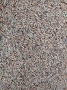 newly harvested Java rice from the paddy fields Royalty Free Stock Photo