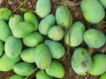 Newly Harvested Mangoes (Mango)