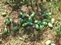 Newly Harvested Mangoes (Mango)