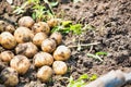 Newly harvested potatoes on the ground at farm