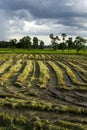 Newly harvested rice field showing left over rice that causes problem when farmers burn Asia