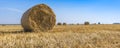 Newly harvested wheat field with large round straw bales resting on bristles and blue sky. Background texture after havest Royalty Free Stock Photo
