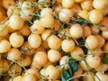 Newly harvested white cherries