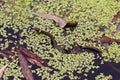 A newly hatch Grass Snake swimming in a pond Royalty Free Stock Photo