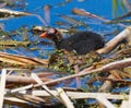 Newly Hatched American Coot, Mud Hen Or Fulica Americana Royalty Free Stock Photo