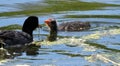 Newly Hatched American Coot, Mud Hen Or Fulica Americana Royalty Free Stock Photo