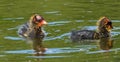 Newly Hatched American Coot, Mud Hen Or Fulica Americana Royalty Free Stock Photo