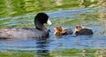 Newly Hatched American Coot, Mud Hen Or Fulica Americana Royalty Free Stock Photo